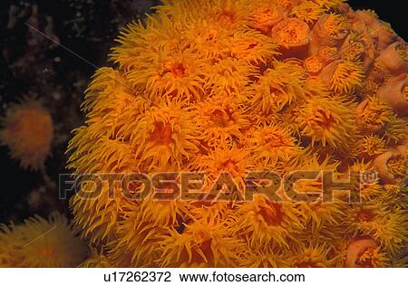 Creepy coral View Large Photo Image Stock Image - Creepy coral. Fotosearch