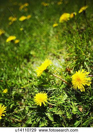 Dandelions in the grass View Large Photo Image Stock Photo - Dandelions in the grass. Fotosearch