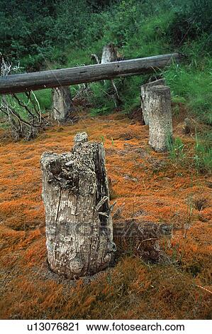 Stock Image - Dead stumps and logs in forest. Fotosearch