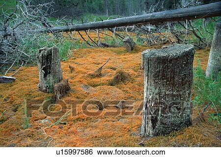 Dead stumps, logs and mossy ground in forest View Large Photo Image Stock Photograph - Dead stumps, logs and mossy ground in forest. Fotosearch
