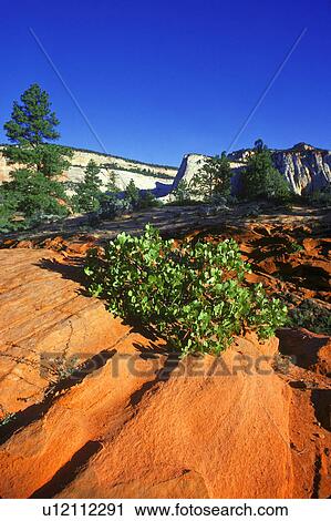 Desert plant life with mountainous backdrop View Large Photo Image Stock Image - Desert plant life with mountainous backdrop. Fotosearch