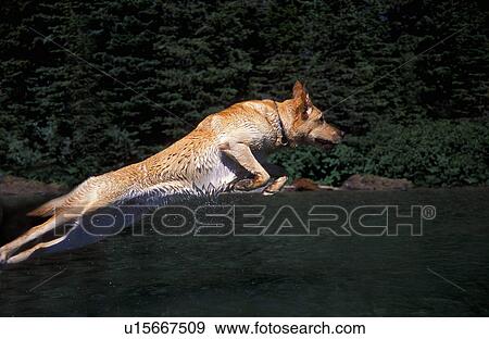 Dog jumping View Large Photo Image Stock Photo - Dog jumping. Fotosearch