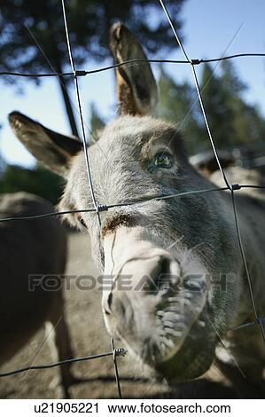 Donkey at a zoo View Large Photo Image Stock Image - Donkey at a zoo. Fotosearch