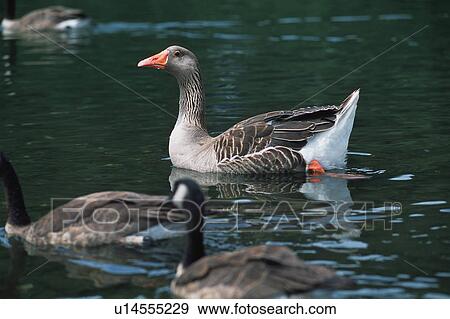 Stock Photo - Duck on water. Fotosearch