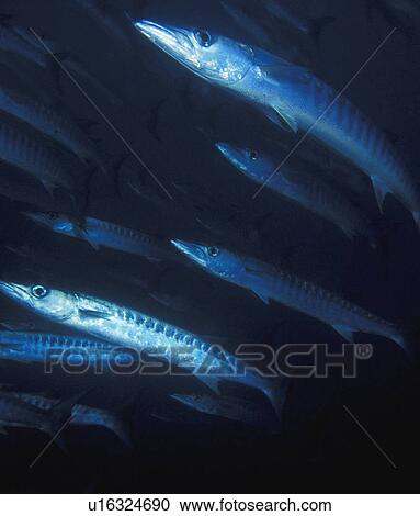 Stock Image - Exploring coral. Fotosearch