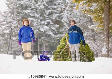 Family pulling Christmas tree and toddler View Large Photo Image Stock Image - Family pulling Christmas tree and toddler. Fotosearch
