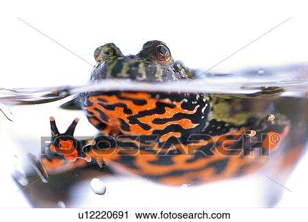 Stock Image - Firebelly toad in water. Fotosearch