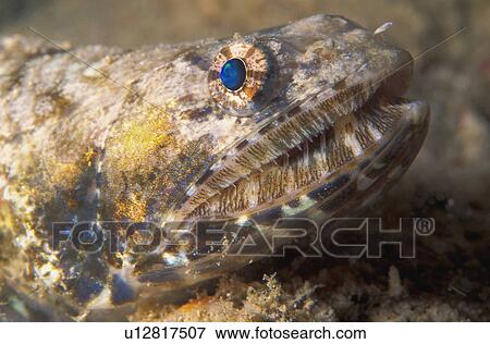 Fish on sea floor View Large Photo Image Stock Photo - Fish on sea floor. Fotosearch