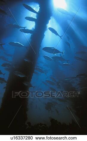 Stock Image - Fish passing through. Fotosearch