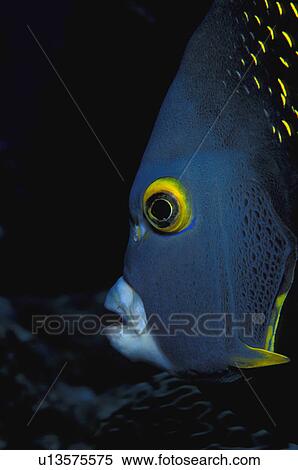 Stock Photography - Fish. Fotosearch