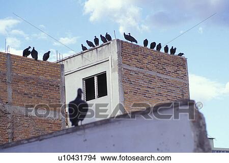 Picture - Flock of birds perched. Fotosearch