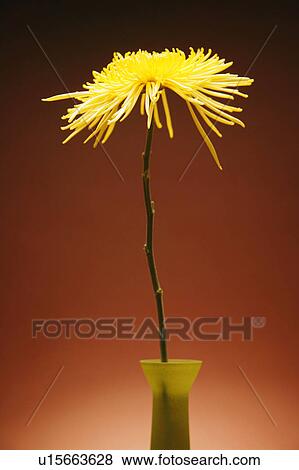 Flower in a vase View Large Photo Image Stock Photo - Flower in a vase. Fotosearch