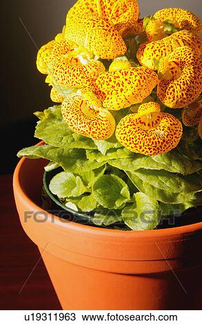 Stock Image - Flower pot. Fotosearch