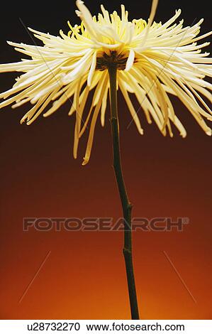 Stock Image - Flower. Fotosearch