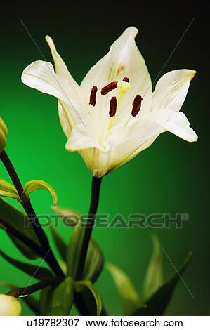 Flower View Large Photo Image Stock Photo - Flower. Fotosearch