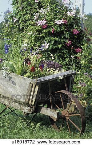 Flowering garden plants View Large Photo Image Stock Image - Flowering garden plants. Fotosearch