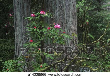 Flowering woodland shrub View Large Photo Image Stock Photograph - Flowering woodland shrub. Fotosearch