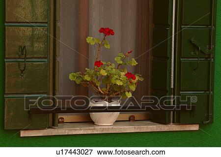 Flowers on Window Sill Island of Burano Venetian Lagoon Italy View Large Photo Image Stock Photo - Flowers on Window Sill Island of Burano Venetian Lagoon Italy. Fotosearch