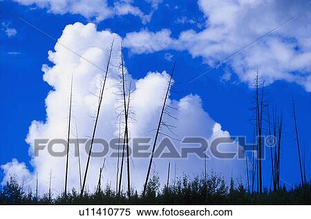 Forest fire remains View Large Photo Image Stock Photography - Forest fire remains. Fotosearch