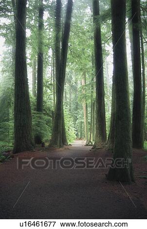 Stock Photo - Forest path. Fotosearch
