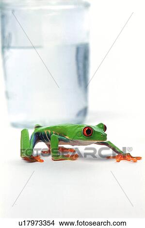 Frog beside glass of water View Large Photo Image Picture - Frog beside glass of water. Fotosearch