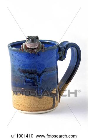 Frog drinks cup of coffee View Large Photo Image Stock Image - Frog drinks cup of coffee. Fotosearch