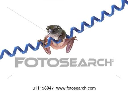 Stock Photo - Frog hanging on blue cord. Fotosearch