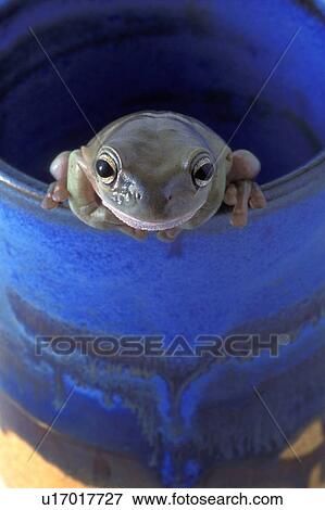 Frog on the edge of a cup View Large Photo Image Stock Photo - Frog on the edge of a cup. Fotosearch