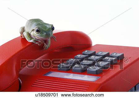 Frog on the phone View Large Photo Image Stock Image - Frog on the phone. Fotosearch