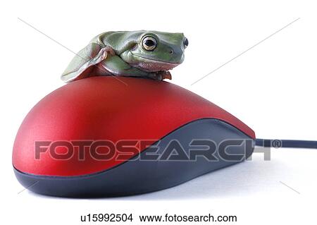 Picture - Frog sits on a mouse. Fotosearch