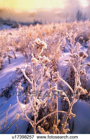 Frost on leaves View Large Photo Image Stock Photo - Frost on leaves. Fotosearch