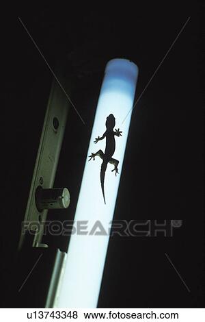 Gecko on light View Large Photo Image Stock Photo - Gecko on light. Fotosearch