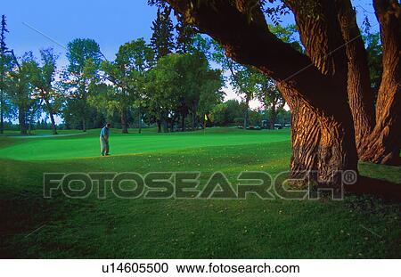 Golfer on the green View Large Photo Image Stock Image - Golfer on the green. Fotosearch