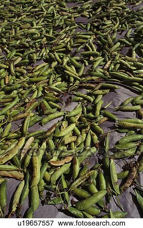 Stock Photo - Green peas laid out to dry. Fotosearch