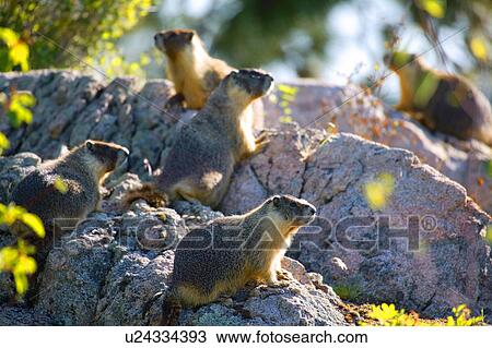 Group of gophers View Large Photo Image Stock Image - Group of gophers. Fotosearch