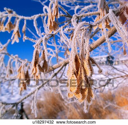 Stock Image - Heavy frost on leaves. Fotosearch
