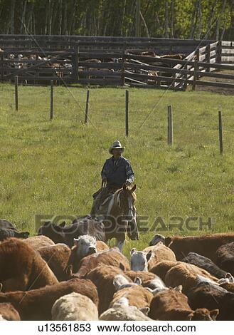 Herding cattle View Large Photo Image Stock Image - Herding cattle. Fotosearch