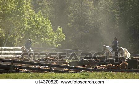Stock Image - Herding cattle. Fotosearch