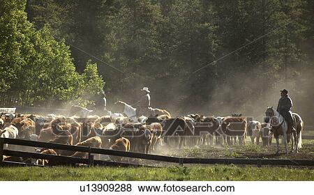 Herding cattle View Large Photo Image Stock Photo - Herding cattle. Fotosearch