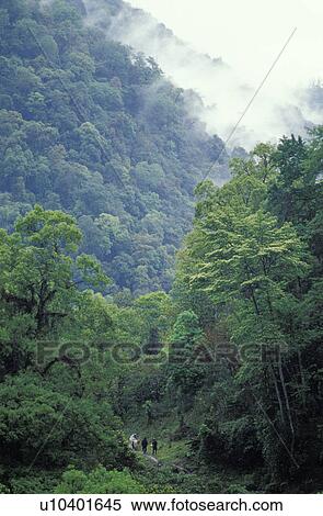 Stock Photography - Hikers in jungle. Fotosearch