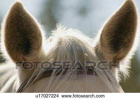 Picture - Horse's ears. Fotosearch