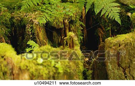 In a forest View Large Photo Image Stock Image - In a forest. Fotosearch