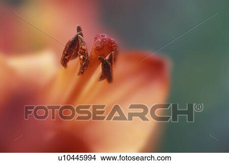 Picture - Inside a flower. Fotosearch