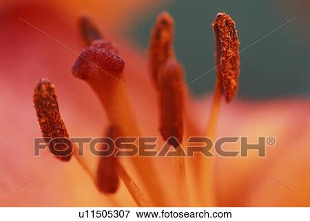 Stock Photo - Inside of a flower. Fotosearch