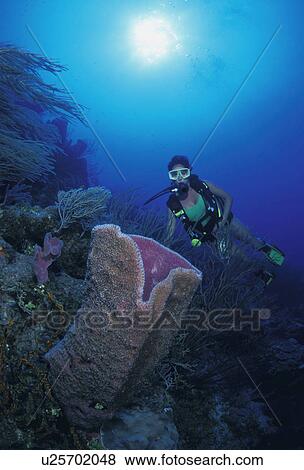 Stock Photo - Interesting coral. Fotosearch
