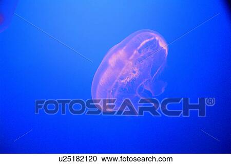 Stock Image - Jellyfish. Fotosearch