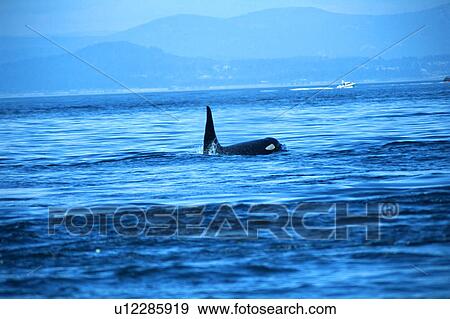 Stock Photo - Killer whale on surface. Fotosearch