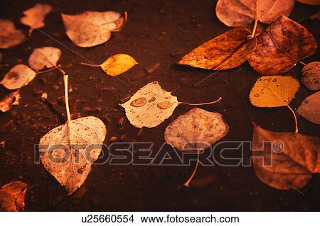 Leaves on the ground in water View Large Photo Image Picture - Leaves on the ground in water. Fotosearch