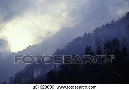 Stock Photograph - Lines of fir trees on mountainside in fog. Fotosearch