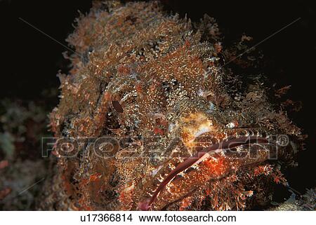 Lionfish View Large Photo Image Picture - Lionfish. Fotosearch